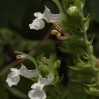 Teucrium heynei V.S.Kumar & Chakrab.